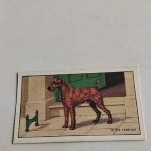 Irish Terrier Orig. Gallaher Dogs Series Cigarette Card Issued 1936